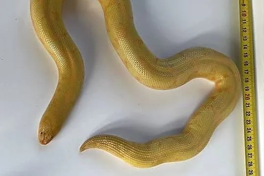 Boa piaskowy dorosła samica albino CB21, Zachodniopomorskie, Dębno