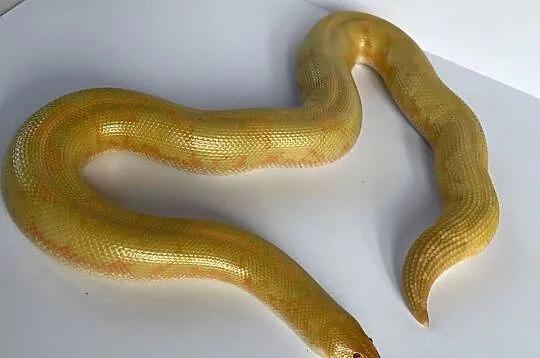 Boa piaskowy dorosła samica albino CB21, Zachodniopomorskie, Dębno