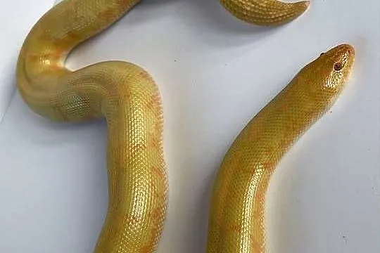 Boa piaskowy dorosła samica albino CB21, Zachodniopomorskie, Dębno