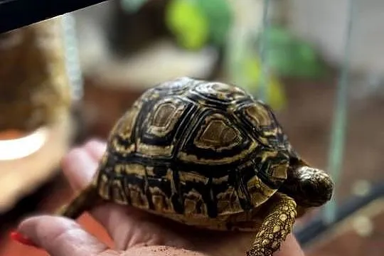 Żółw lamparci z terrarium