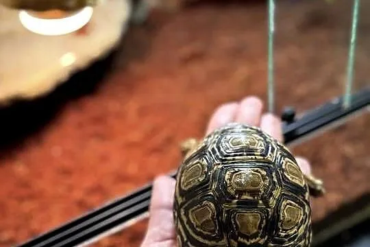 Żółw lamparci z terrarium, Małopolskie, Kraków