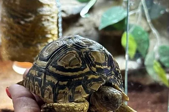 Żółw lamparci z terrarium, Małopolskie, Kraków