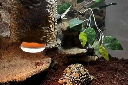 Żółw lamparci z terrarium, Małopolskie, Kraków