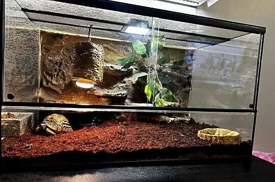 Żółw lamparci z terrarium, Małopolskie, Kraków