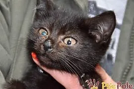 MORISEK-piękny maleńki czarny kociak szuka troskli