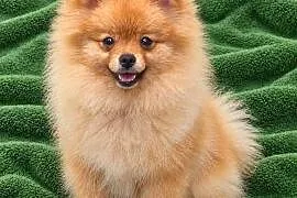 Szpic miniaturowy pomeranian szczeniaki