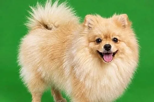 Szpic miniaturowy pomeranian szczeniaki, Wielkopolskie, Śrem