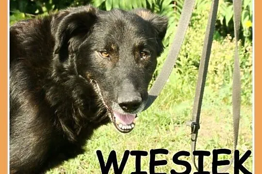 4 lata, 30 kg,łagodny,zrównoważony pies WIESIEK_Ad