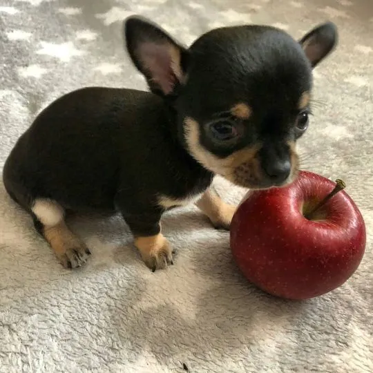 Przepiękne Chihuahua szczenięta gotowe do sprzedaży w nowych domach, Małopolskie, Kraków