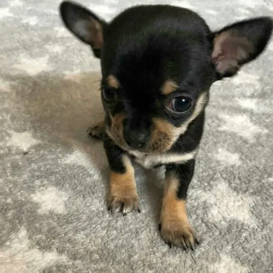 Przepiękne Chihuahua szczenięta gotowe do sprzedaży w nowych domach, Małopolskie, Kraków