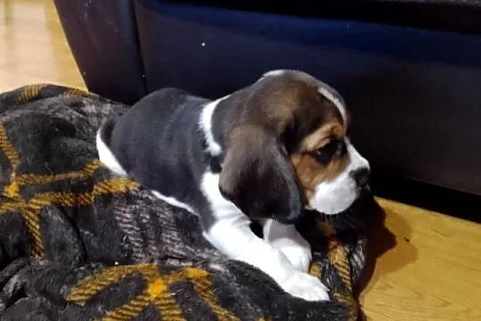Sprzedam szczeniaka rasy Beagle