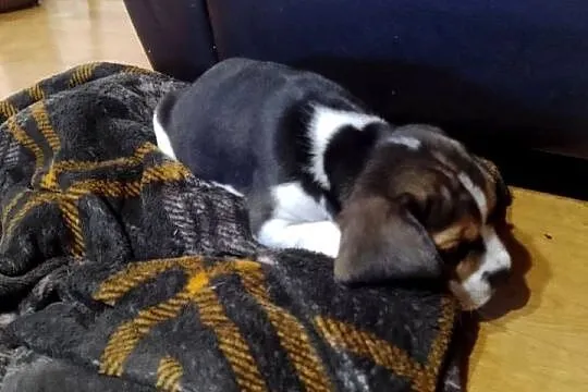 Sprzedam szczeniaka rasy Beagle, Łódzkie, Kutno