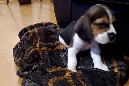 Sprzedam szczeniaka rasy Beagle, Łódzkie, Kutno