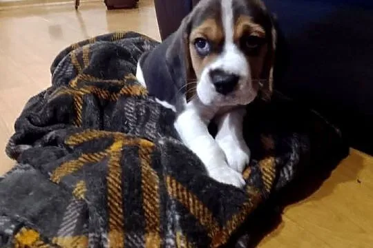 Sprzedam szczeniaka rasy Beagle, Łódzkie, Kutno