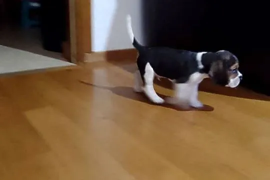 Sprzedam szczeniaka rasy Beagle, Łódzkie, Kutno