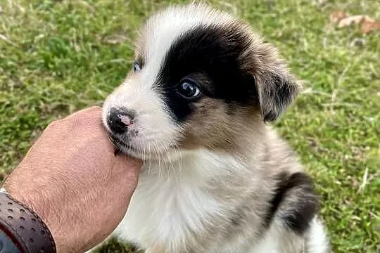 Border collie piesek samiec merle, Świętokrzyskie, Ostrowiec Świętokrzyski