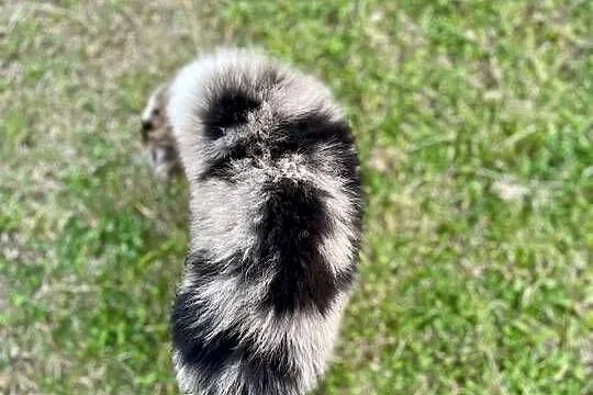 Border collie piesek samiec merle, Świętokrzyskie, Ostrowiec Świętokrzyski