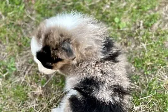 Border collie piesek samiec merle, Świętokrzyskie, Ostrowiec Świętokrzyski