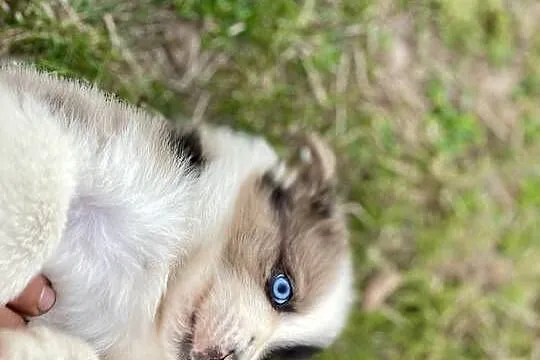Border collie piesek samiec merle, Świętokrzyskie, Ostrowiec Świętokrzyski