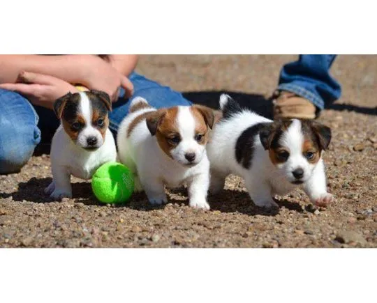 Jack Russell Terrier dostępne przepiękne szczenięta