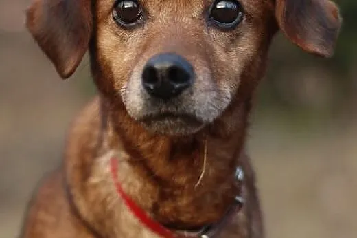 Toca.Zabierz mnie do domu!,  kujawsko-pomorskie By