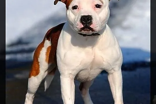Reproduktor staffordshire bull terrier (radom) sta