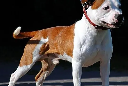 Reproduktor staffordshire bull terrier (radom) sta