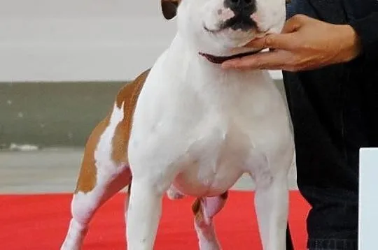 Reproduktor staffordshire bull terrier (radom) sta