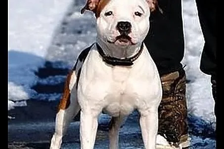 Reproduktor staffordshire bull terrier (radom) sta