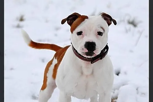 Reproduktor staffordshire bull terrier (radom) sta