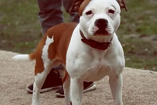 Reproduktor staffordshire bull terrier (radom) sta