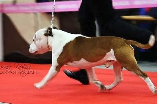 Reproduktor staffordshire bull terrier (radom) sta