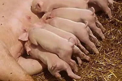 Prosięta, Łódzkie, Teodorów Wielki