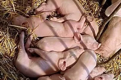 Prosięta, Łódzkie, Teodorów Wielki