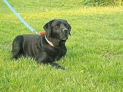 Grand piękny czarny labrador szuka domu
