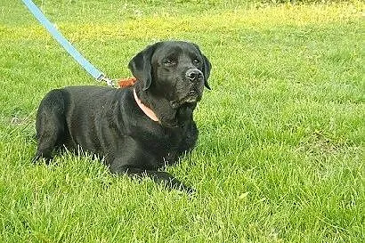 Grand piękny czarny labrador szuka domu