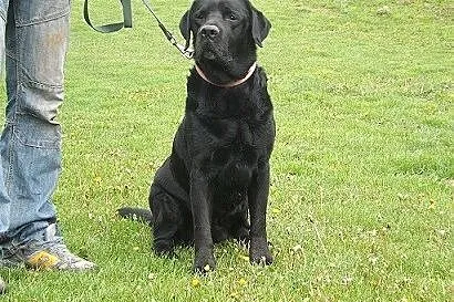 Grand piękny czarny labrador szuka domu