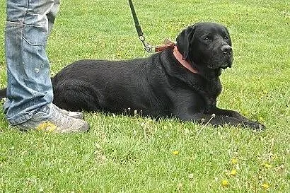 Grand piękny czarny labrador szuka domu