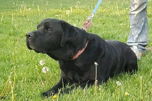 Grand piękny czarny labrador szuka domu