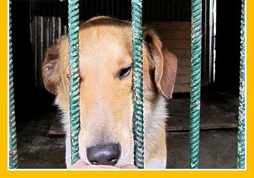 Średni,przyjazny,łagodny,tulaśny piesek AZYL.Adopc