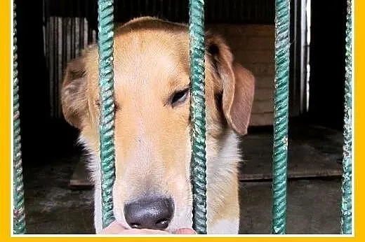 Średni,przyjazny,łagodny,tulaśny piesek AZYL.Adopcja, śląskie Katowice