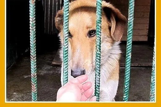 Średni,przyjazny,łagodny,tulaśny piesek AZYL.Adopc