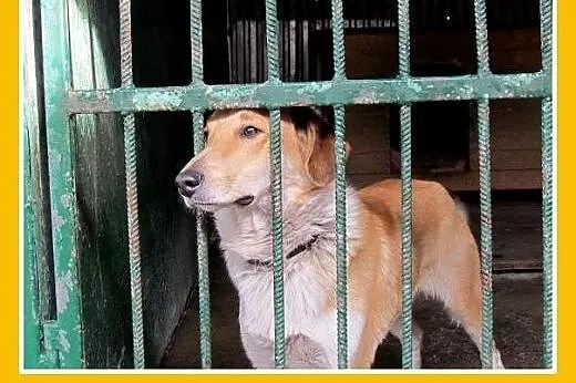Średni,przyjazny,łagodny,tulaśny piesek AZYL.Adopc