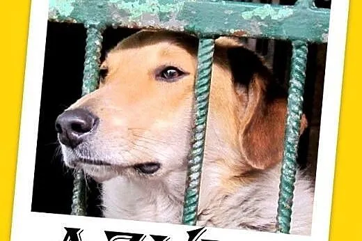 Średni,przyjazny,łagodny,tulaśny piesek AZYL.Adopc