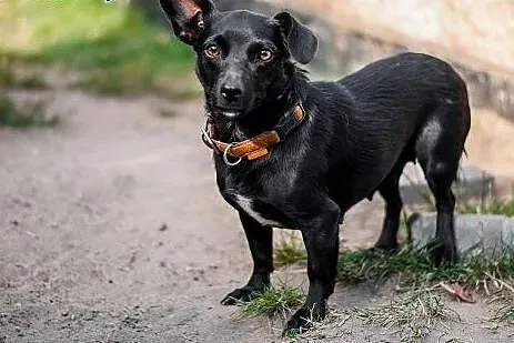 ZETKA – młoda, mini sunia do ADOPCJI.,  