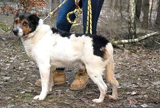 Niech zdarzy się cud! Szukamy na cito domu dla Cienia, Mazowieckie, Warszawa