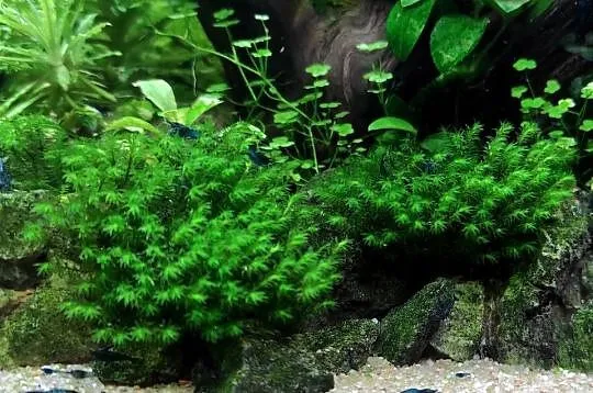 Distichophyllum maibarae - roślina akwariowa