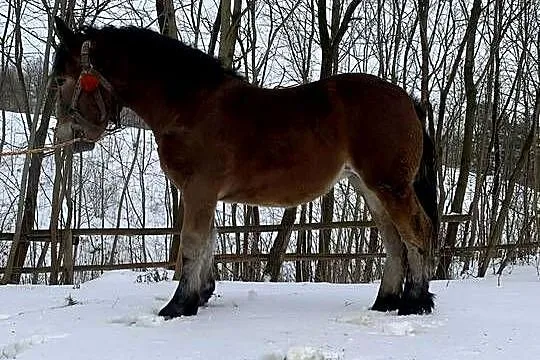 Źrebica zimnokrwista, Świętokrzyskie, Łagów
