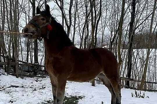 Źrebica zimnokrwista, Świętokrzyskie, Łagów
