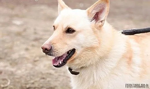 Lupo, świetny psiak poleca się do adopcji!, pomor